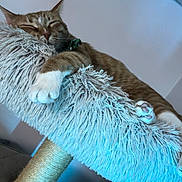 Carlos joined the competition — help win amazing prizes! cat, sleeping, orange_tabby, fluffy, paws, cat_tree, indoor, pet, cozy, relaxed, fur, closeup, resting, home, animal, whiskers, cute, feline, soft_texture, peaceful