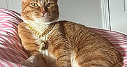 Carlos is registered to the contest to win money with this photo: cat, orange_tabby, pet, necklace, gold_chain, indoor, striped_blanket, pink, white, sunlight, relaxed, feline, animal, fur, whiskers, bedroom, resting, closeup, domestic_cat, cute