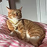 cat, orange_tabby, pet, necklace, gold_chain, indoor, striped_blanket, pink, white, sunlight, relaxed, feline, animal, fur, whiskers, bedroom, resting, closeup, domestic_cat, cute