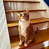 Carlos joined the competition — help win amazing prizes! cat, orange_cat, white_cat, pet, animal, staircase, wooden_stairs, indoor, home, curious, sitting, looking_up, whiskers, ears, tail, floor, wall, natural_light, cozy, domestic