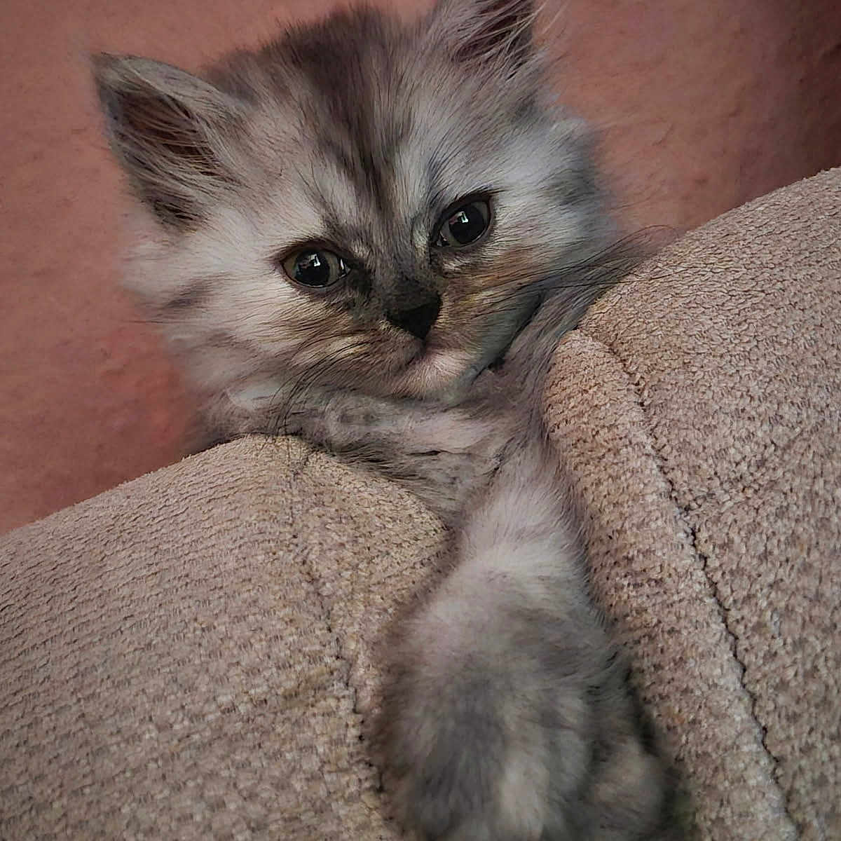 Yumi participe au concours pour gagner de l'argent avec cette photo : kitten, cat, fluffy, gray_fur, pet, animal, face, eyes, ears, whiskers, paws, indoor, couch, cushion, fabric, cozy, portrait, close_up, adorable, relaxed