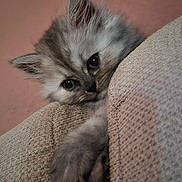 Yumi participe au concours pour gagner de l'argent avec cette photo : cat, kitten, fluffy, gray_fur, pet, animal, portrait, close_up, face, eyes, whiskers, ears, couch, cushion, indoor, cozy, cute, hiding, resting, photography