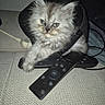 cat, kitten, fluffy, long_hair, gray_fur, white_fur, pet, animal, face, eyes, ears, whiskers, sitting, indoor, couch, remote_control, electronics, living_room, portrait, cute