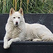 Avalanche participe au concours pour gagner de l'argent avec cette photo : animal, bench, calm, canine, dog, ears, fur, greenery, lying_down, nature, outdoor, paw, pet, plants, portrait, relaxed, resting, snout, white_dog, woven_bench