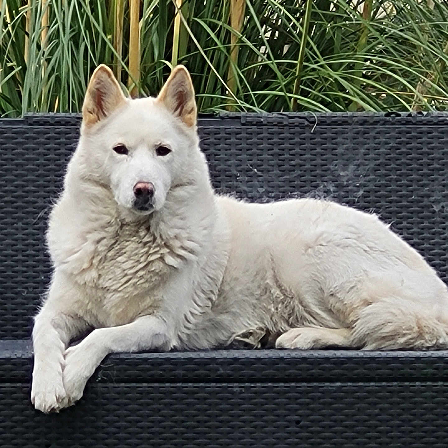 Avalanche participe au concours pour gagner de l'argent avec cette photo : animal, bench, calm, canine, dog, ears, fur, greenery, lying_down, nature, outdoor, paw, pet, plants, portrait, relaxed, resting, snout, white_dog, woven_bench
