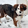 dog, snow, paw_prints, outdoor, pet, winter, fur, collar, canine, animal, white, brown, black, snowflakes, door, standing, alert, cute, cold, winter_clothing