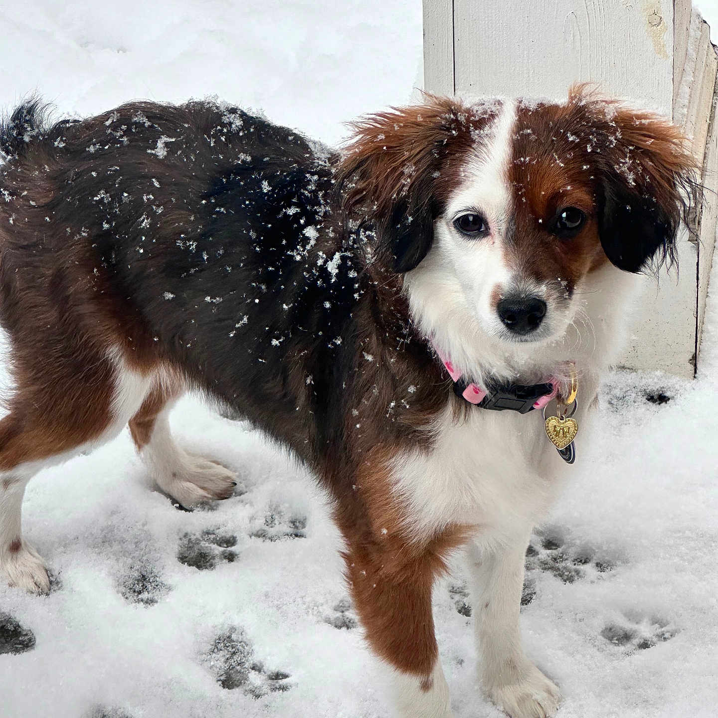 Roxie joined the competition — help win amazing prizes! dog, snow, paw_prints, outdoor, pet, winter, fur, collar, canine, animal, white, brown, black, snowflakes, door, standing, alert, cute, cold, winter_clothing