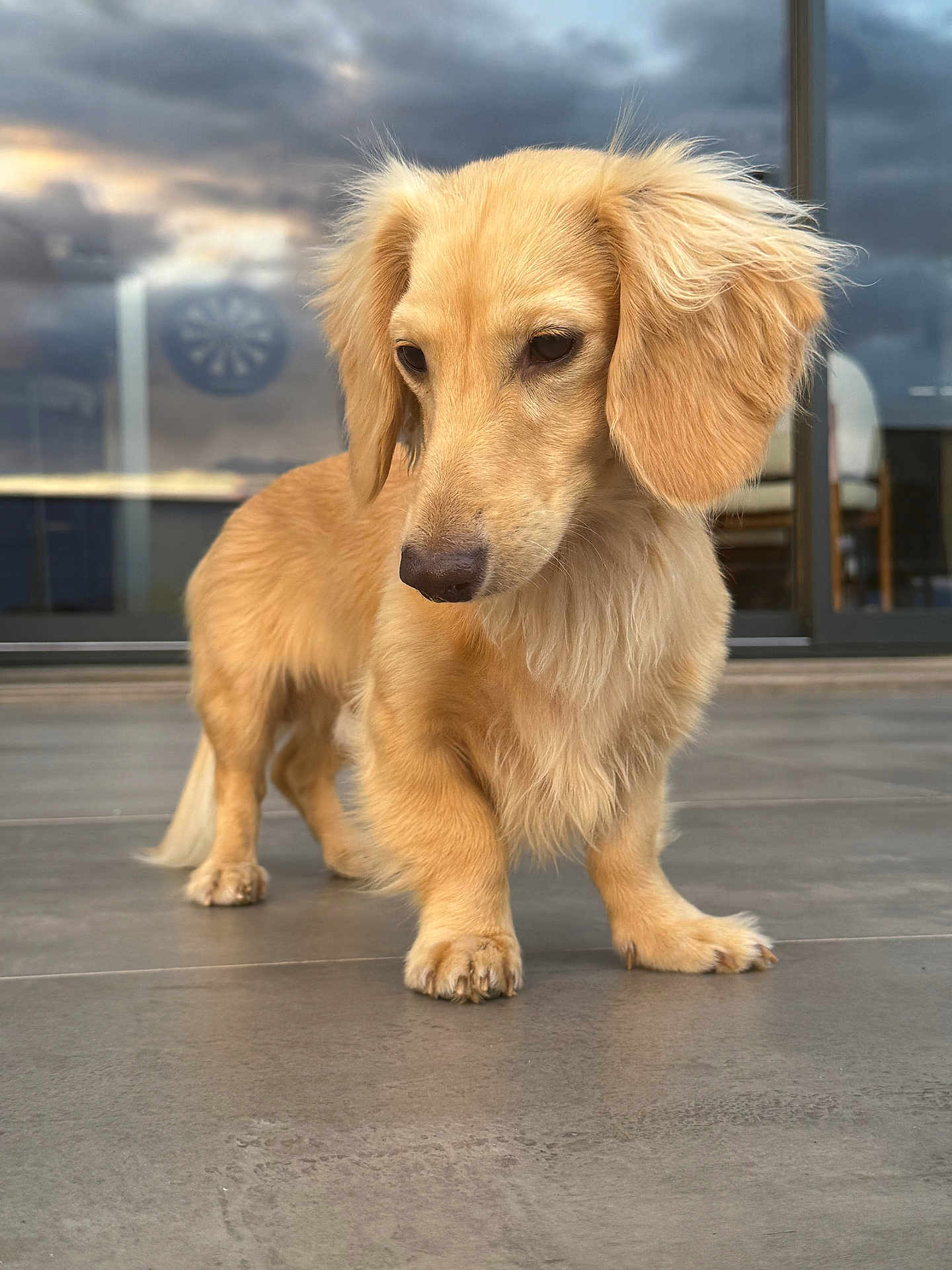 Gigi a rejoint le concours — aidez-le/la à gagner de superbes lots ! dog, golden_fur, pet, animal, outdoor, patio, floor, glass_door, reflection, cloudy_sky, dartboard, curious, soft_fur, ears, paws, standing, domestic_animal, canine, companionship, quiet_moment
