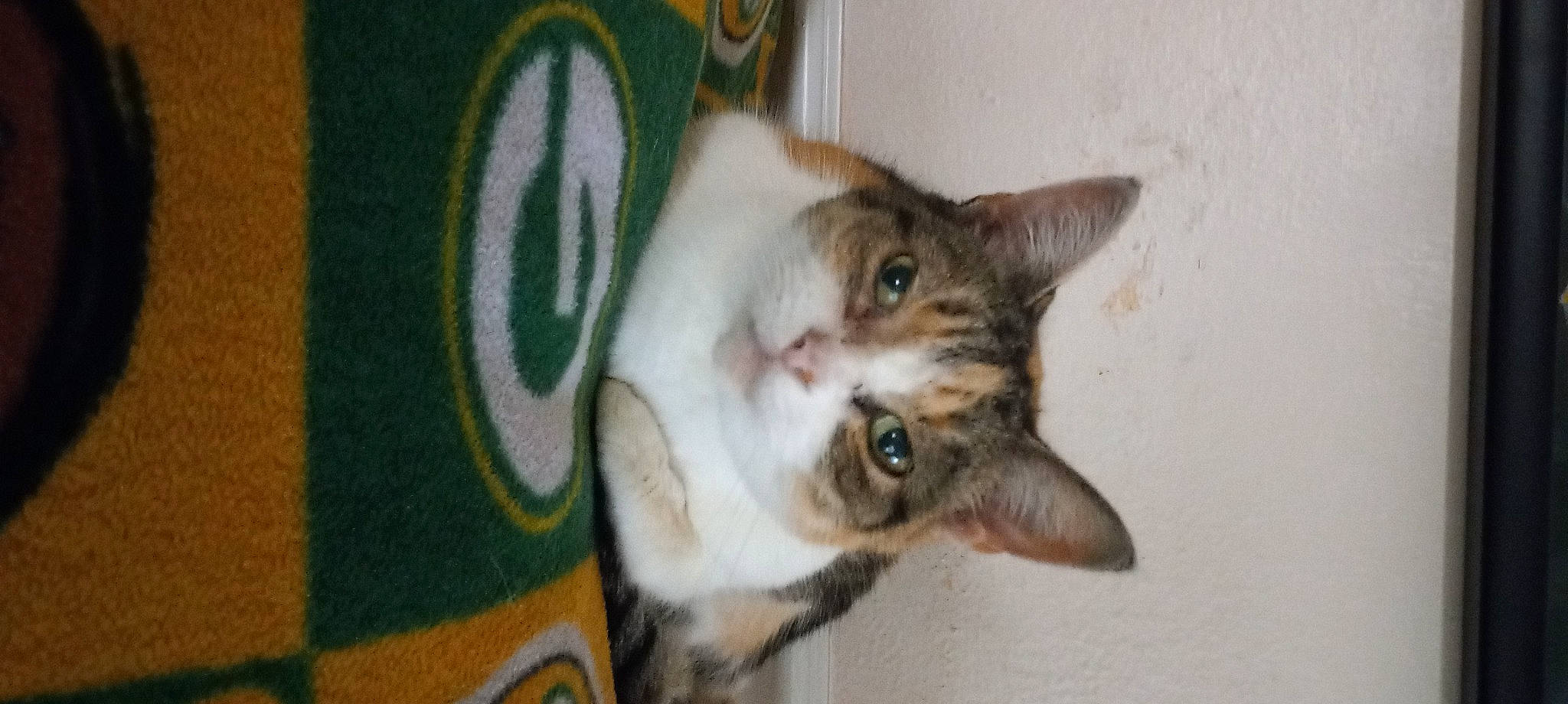 Calie is registered to the contest to win money with this photo: carnivore, cat, domestic_short_haired_cat, door, felidae, fur, paw, small_to_medium_sized_cats, snout, tail, whiskers, window