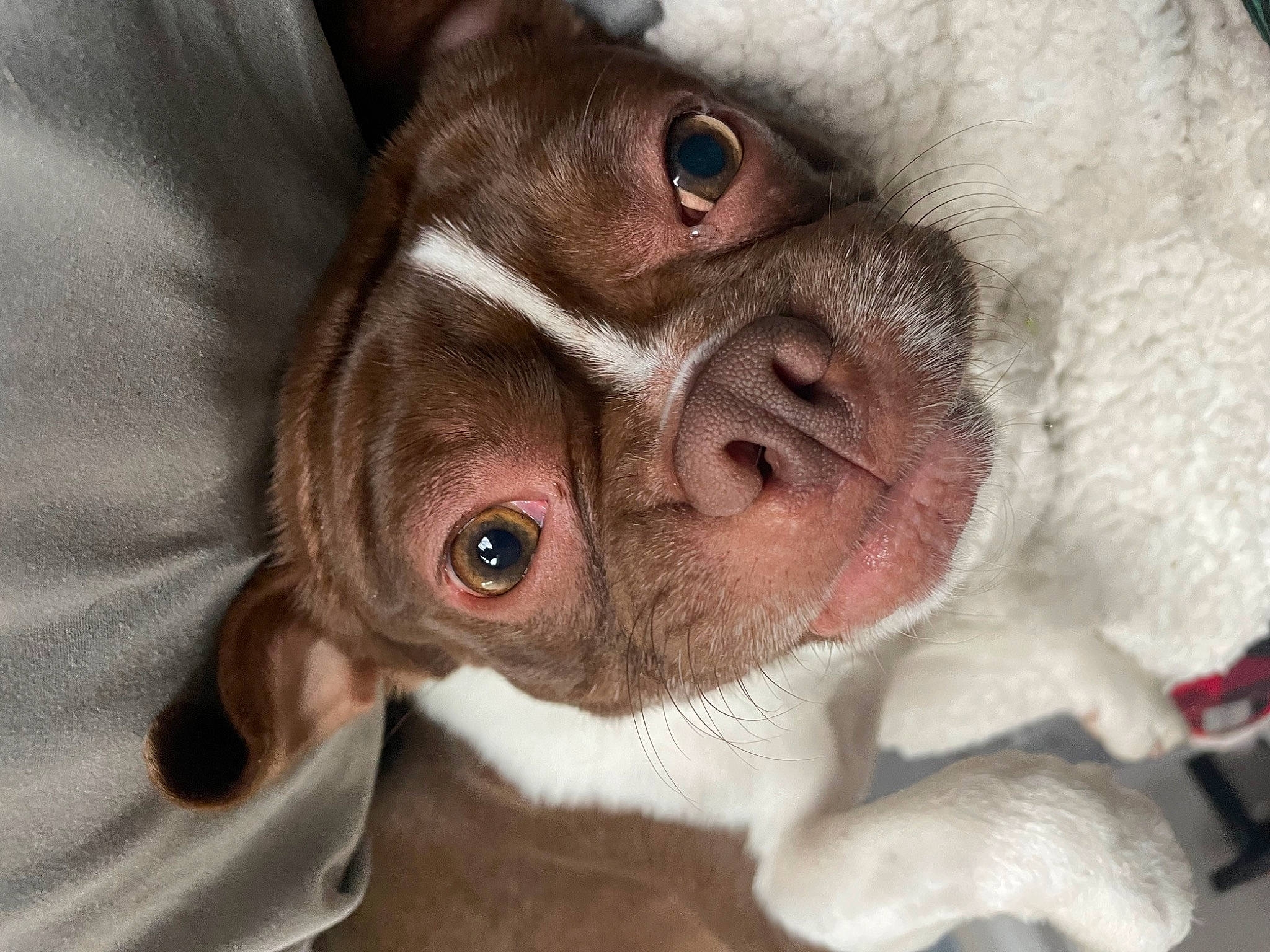 Bubba is registered to the contest to win money with this photo: canidae, companion_dog, dog, dog_breed, ear, eyelash, fawn, fur, iris, liver, nose, primate, snout, sporting_group, terrestrial_animal, whiskers, wildlife, working_animal, wrinkle