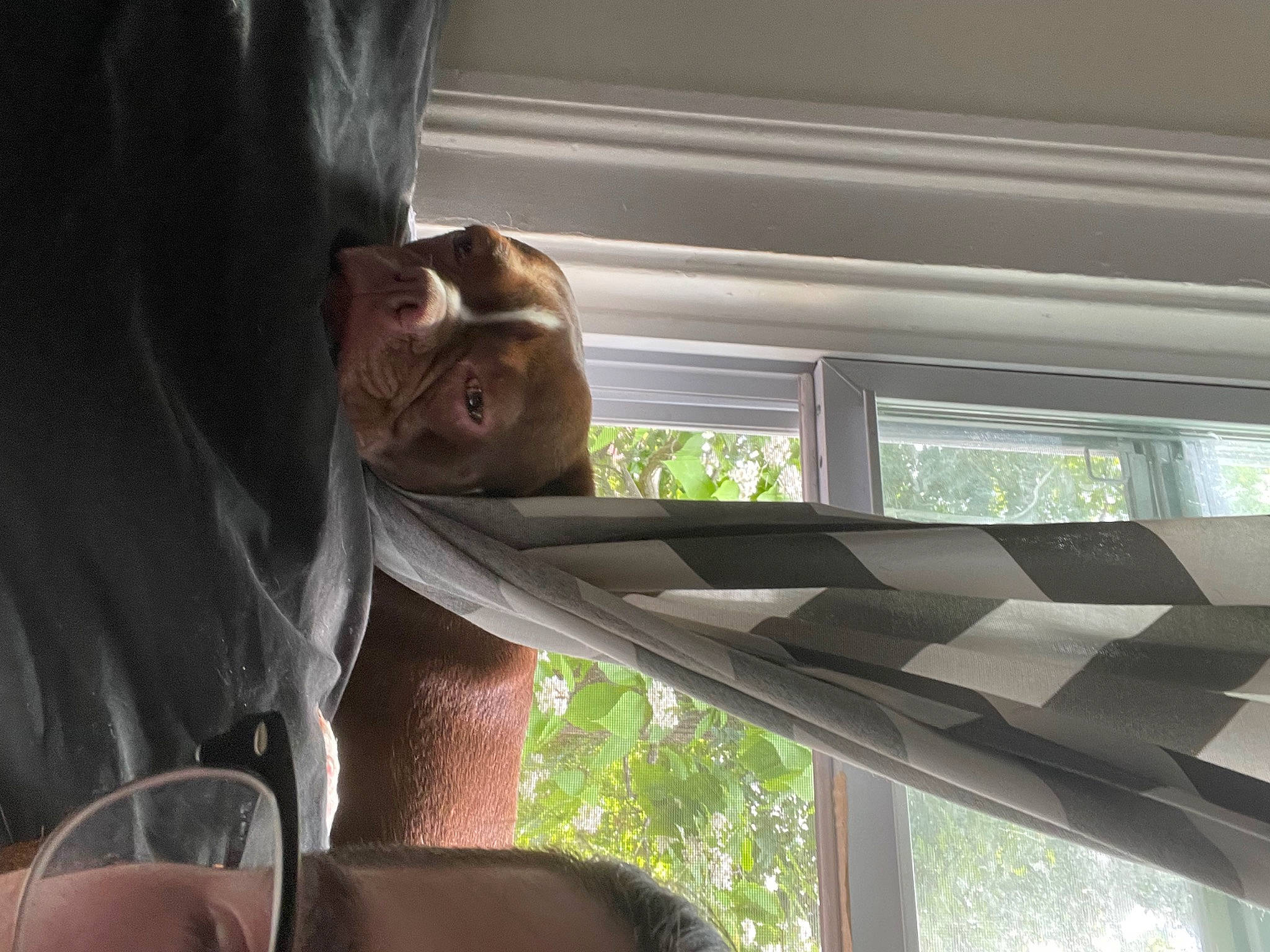 Bubba joined the competition — help win amazing prizes! auto_part, automotive_exterior, automotive_window_part, building, daylighting, family_car, glass, house, light, luxury_vehicle, motor_vehicle, passenger, room, tints_and_shades, tree, vehicle, vehicle_door, window, windshield, wood