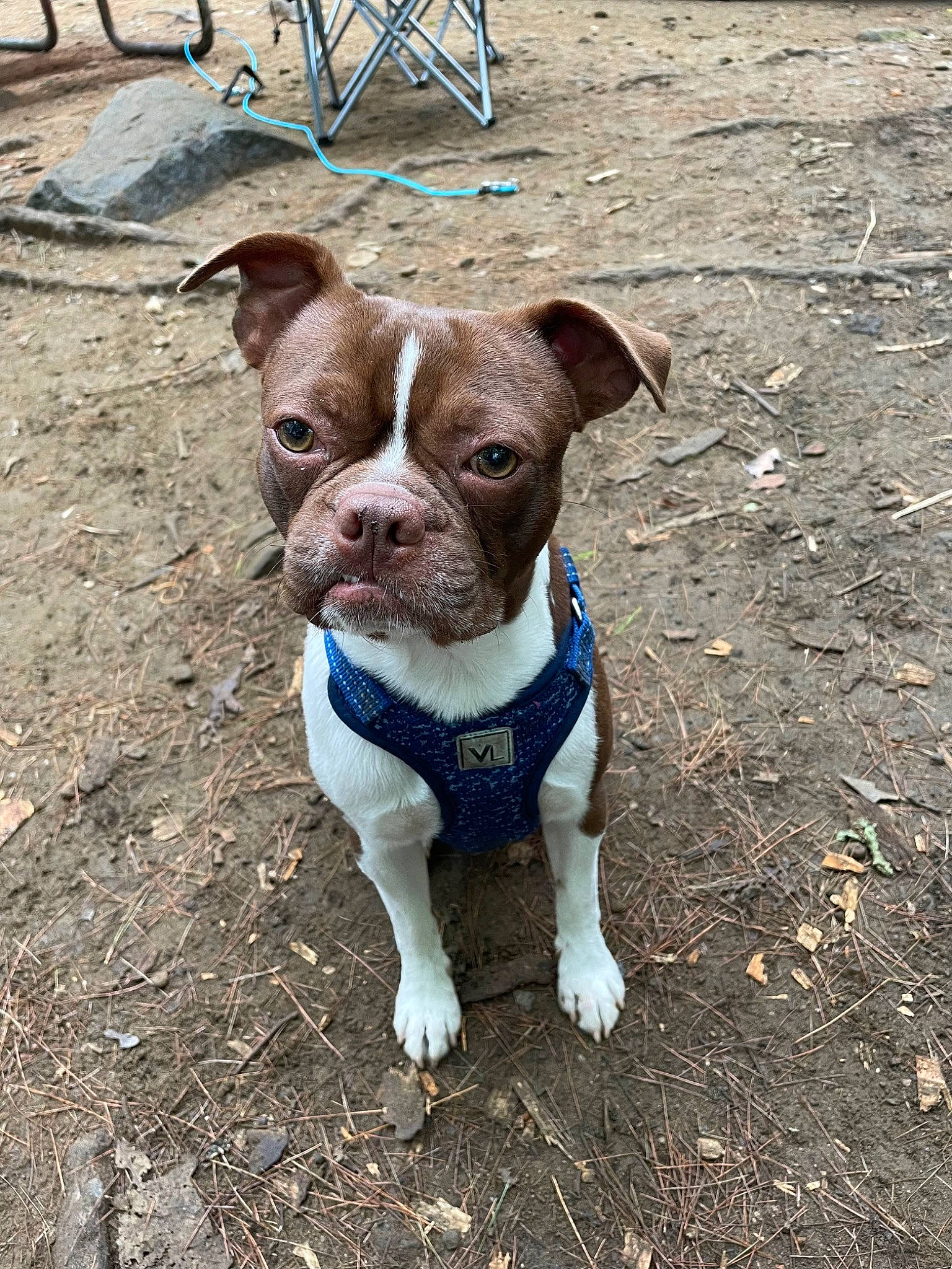 Bubba is registered to the contest to win money with this photo: boston_terrier, bulldog, canidae, carnivore, chair, collar, companion_dog, dog, dog_breed, dog_collar, dog_supply, fawn, leash, molosser, pet_supply, soil, sporting_group, terrestrial_animal, working_animal, wrinkle