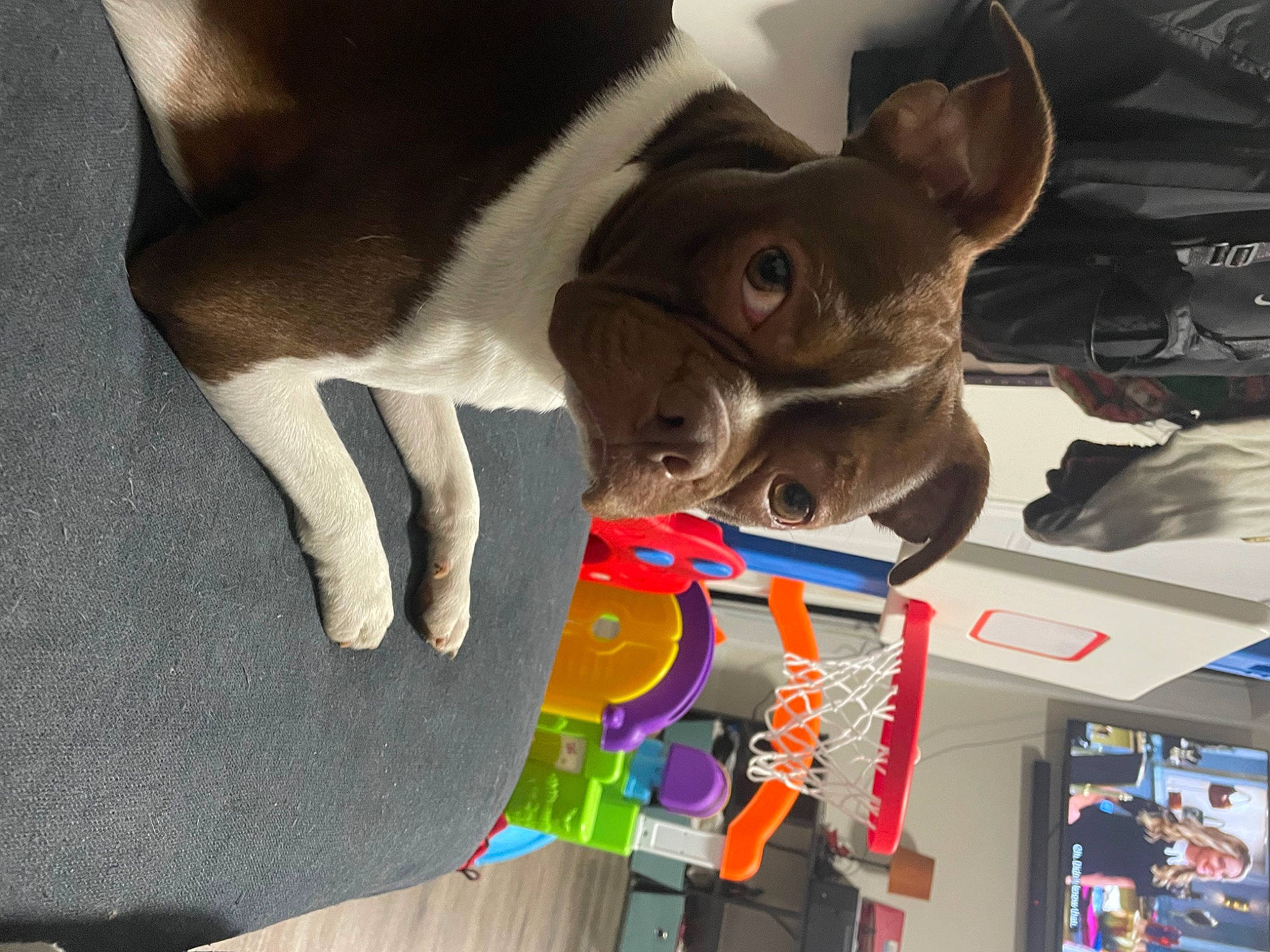 Bubba joined the competition — help win amazing prizes! canidae, carnivore, ceiling, collar, companion_dog, dog, dog_breed, ear, fawn, fun, fur, non_sporting_group, snout, sporting_group, stuffed_toy, tail, toy, visual_arts, whiskers, working_animal