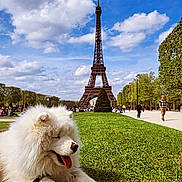 Vladimir a rejoint le concours — aidez-le/la à gagner de superbes lots ! blue_sky, clouds, daytime, dog, eiffel_tower, fluffy, grass, green_grass, landmark, nature, outdoor, paris, park, people, relaxing, sunny, tourist, tree, walking, white_dog