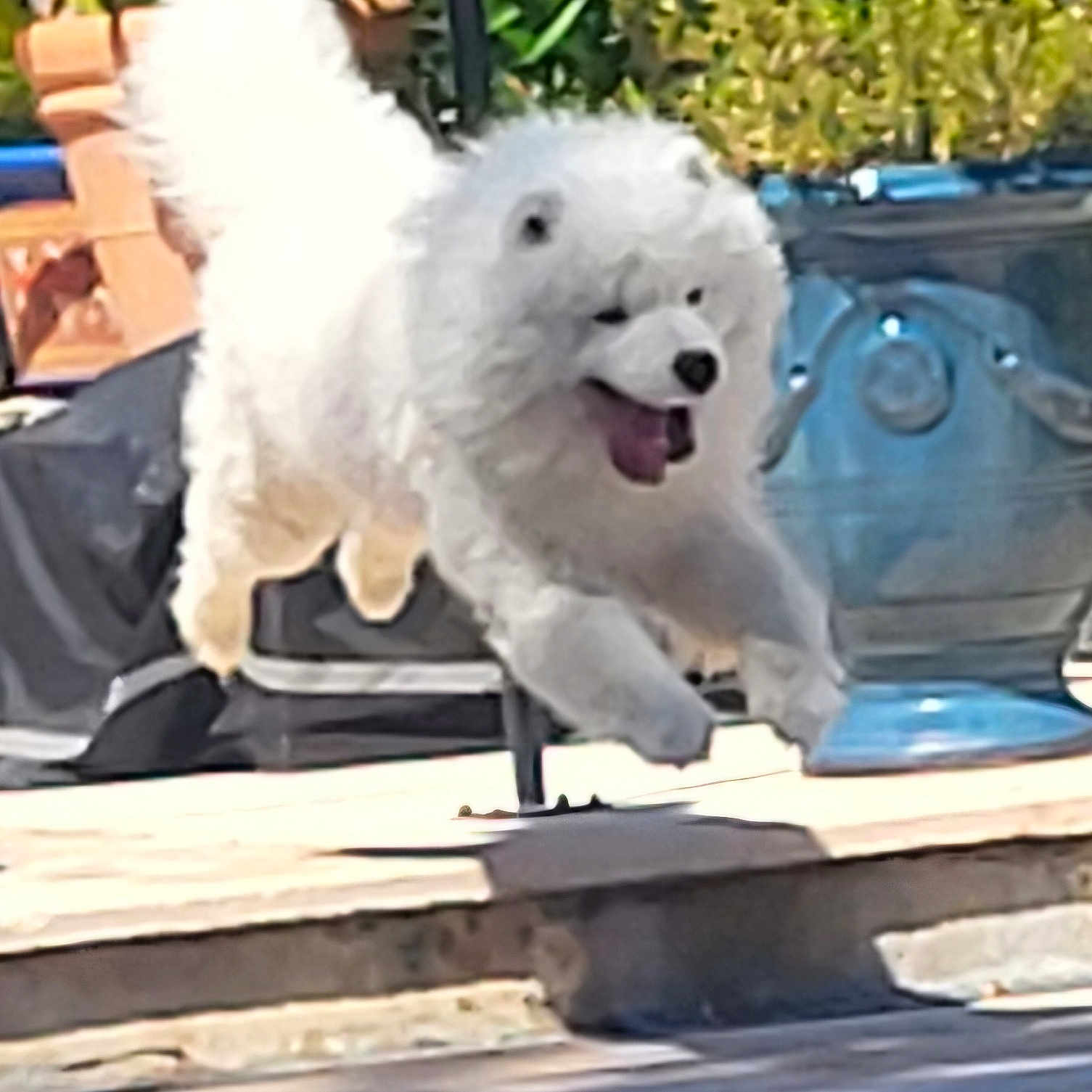 Vladimir