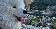 Vladimir participe au concours pour gagner de l'argent avec cette photo : ancient_arch, animal, aqueduct, daylight, dog, greenery, happy, historic_structure, landscape, mammal, nature, outdoor, pet, river, rock, samoyed, sky, stone, tongue_out, white_dog