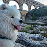 ancient_arch, animal, aqueduct, daylight, dog, greenery, happy, historic_structure, landscape, mammal, nature, outdoor, pet, river, rock, samoyed, sky, stone, tongue_out, white_dog