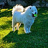 Vladimir a rejoint le concours — aidez-le/la à gagner de superbes lots ! animal, backyard, chair, daylight, dog, fence, fluffy, garden, grass, happy, nature, outdoor, pet, playing, samoyed, shadow, sunlight, tennis_ball, tongue_out, white