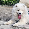 Vladimir a rejoint le concours — aidez-le/la à gagner de superbes lots ! animal, canine, closeup, companion, cute, dog, fluffy, fur, greenery, lying_down, nature, outdoor, pavement, pet, resting, samoyed, stone, sunlight, tongue_out, white_dog