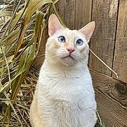 Chravis is registered to the contest to win money with this photo: animal, blue_eyes, cat, close_up, cream_fur, curious, daylight, dried_grass, ears, fence, fur, grass, mammal, nature, outdoor, pet, portrait, sitting, whiskers, wooden_fence