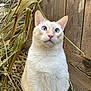 animal, blue_eyes, cat, close_up, cream_fur, curious, daylight, dried_grass, ears, fence, fur, grass, mammal, nature, outdoor, pet, portrait, sitting, whiskers, wooden_fence