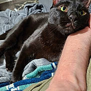 Jamal joined the competition — help win amazing prizes! black_cat, cat, pet, animal, feline, green_eyes, blanket, arm, human, resting, indoor, cozy, closeup, fur, relaxing, comfort, companion, domestic_animal, touch, curious