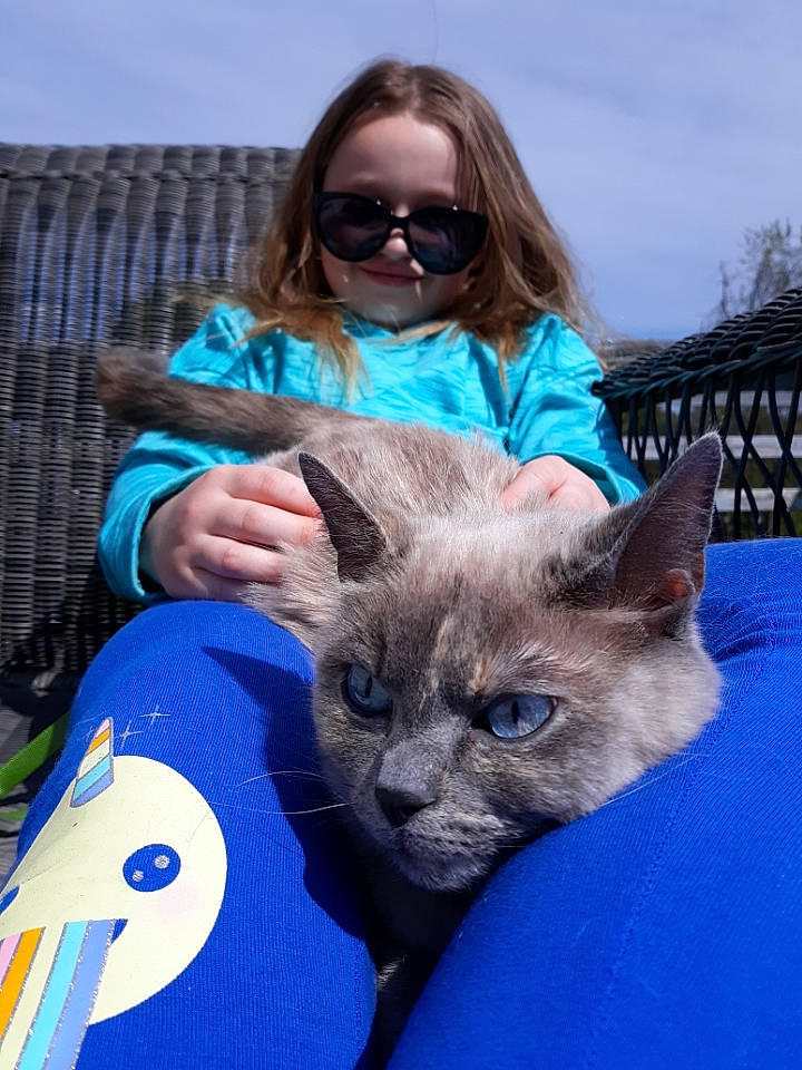 Kittles is registered to the contest to win money with this photo: asian, burmese, carnivore, cat, fawn, felidae, glasses, kitten, korat, mammal, nebelung, russian_blue, small_to_medium_sized_cats, tonkinese, whiskers