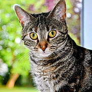 Romy a rejoint le concours — aidez-le/la à gagner de superbes lots ! cat, tabby_cat, close_up, yellow_eyes, whiskers, fur, window, outdoor, blurred_background, green, purple, nature, pet, animal, curious, portrait, mammal, feline, indoor, looking
