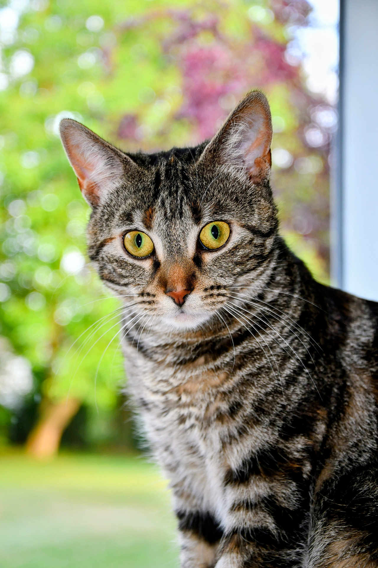 Romy a rejoint le concours — aidez-le/la à gagner de superbes lots ! cat, tabby_cat, close_up, yellow_eyes, whiskers, fur, window, outdoor, blurred_background, green, purple, nature, pet, animal, curious, portrait, mammal, feline, indoor, looking