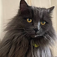 Chewy is registered to the contest to win money with this photo: animal, cat, close_up, collar, cute, domestic_cat, ears, face, feline, fluffy, fur, gray, indoor, looking, mammal, pet, portrait, soft, whiskers, yellow_eyes
