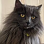 animal, cat, close_up, collar, cute, domestic_cat, ears, face, feline, fluffy, fur, gray, indoor, looking, mammal, pet, portrait, soft, whiskers, yellow_eyes