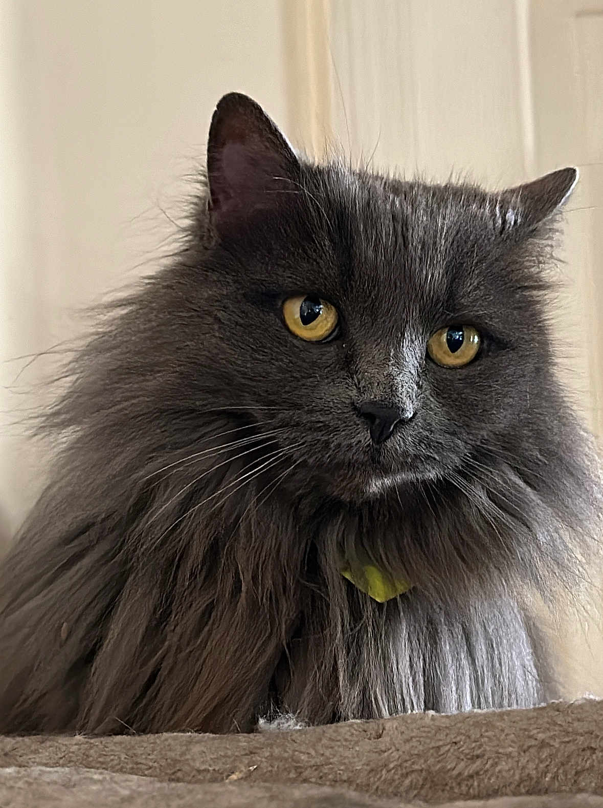 Chewy