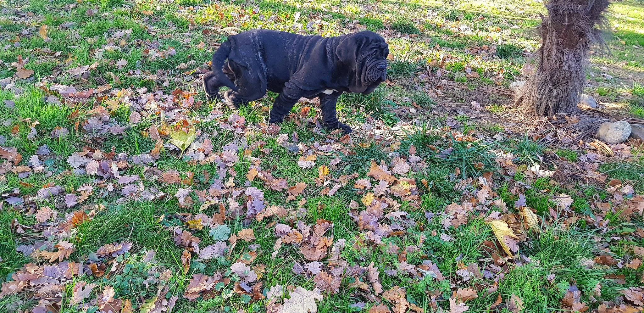 Fortuna a rejoint le concours — aidez-le/la à gagner de superbes lots ! canidae, carnivore, dog, dog_breed, guard_dog, mammal, sporting_group