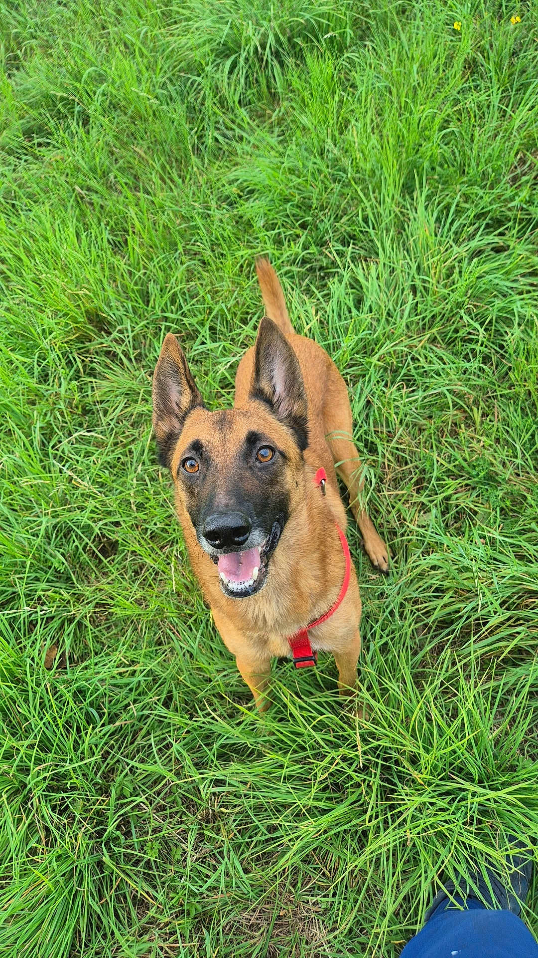 Django a rejoint le concours — aidez-le/la à gagner de superbes lots ! dog, canine, pet, grass, outdoor, happy, smiling, red_harness, ears_up, brown_fur, nature, field, animal, looking_up, playful, tongue_out, alert, summer, daylight, friendly