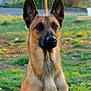 dog, german_shepherd, animal, pet, outdoor, grass, ears, muzzle, fur, canine, alert, nature, portrait, brown, black, sitting, daylight, watchful, companion, friendly
