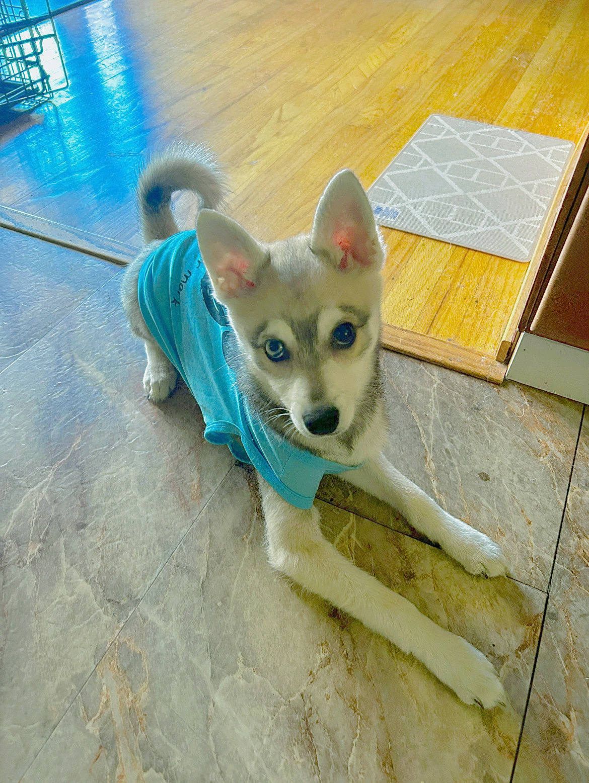 Cyrhus joined the competition — help win amazing prizes! canidae, carnivore, companion_dog, dog, dog_breed, electric_blue, eye, fawn, felidae, floor, flooring, paw, small_to_medium_sized_cats, snout, sporting_group, tail, tile_flooring, whiskers, wood, working_animal