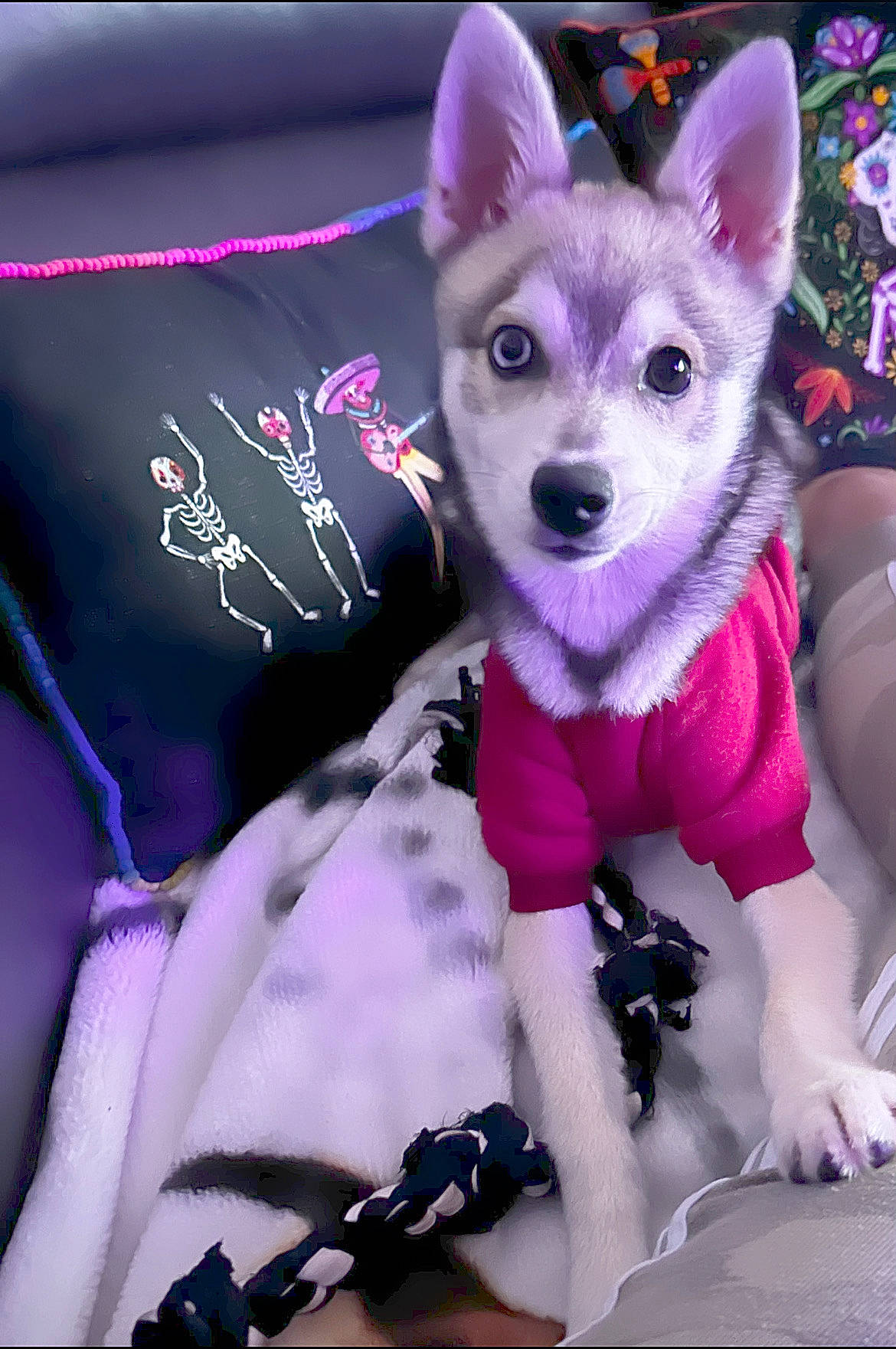 Cyrhus joined the competition — help win amazing prizes! canidae, carnivore, companion_dog, dog, dog_breed, dog_supply, fashion_accessory, fawn, fictional_character, font, fur, magenta, mythical_creature, photo_caption, pink, purple, sleeve, violet, whiskers, witch_hat