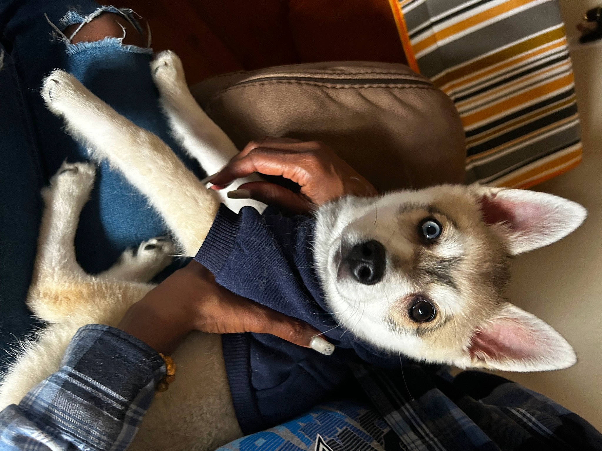 Cyrhus is registered to the contest to win money with this photo: canidae, carnivore, chair, comfort, companion_dog, couch, dog, dog_breed, fawn, felidae, foot, fur, human_leg, lap, mammal, snout, terrestrial_animal, vertebrate, whiskers, working_animal