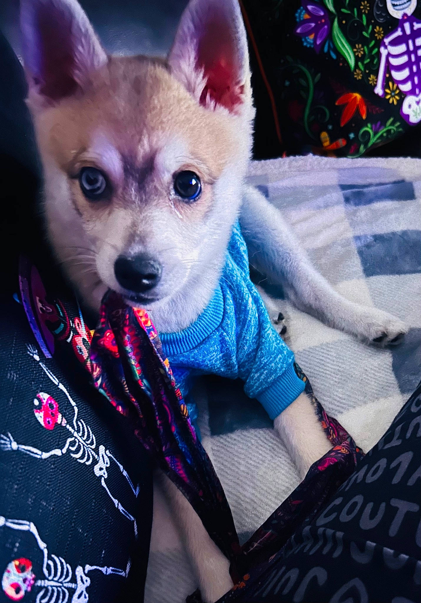 Cyrhus is registered to the contest to win money with this photo: canidae, carnivore, chihuahua, comfort, companion_dog, corgi_chihuahua, dog, dog_breed, dog_supply, electric_blue, fawn, fur, linens, magenta, pattern, selfie, sitting, snout, toy_dog, whiskers