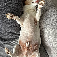 Looping a rejoint le concours — aidez-le/la à gagner de superbes lots ! animal, brown, canine, companion, couch, cute, dog, fur, home, indoor, lying_down, mammal, paw_pads, paws, pet, playful, relaxed, resting, texture, white