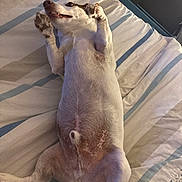 Looping a rejoint le concours — aidez-le/la à gagner de superbes lots ! dog, bed, blanket, striped, paws, fur, pet, indoor, lying_down, relaxed, happy, canine, comfort, sleeping_area, cute, animal, resting, white, brown, napping