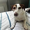 Looping a rejoint le concours — aidez-le/la à gagner de superbes lots ! animal, bed, bedroom, brown, canine, dog, domestic_animal, ears, fur, furniture, indoor, looking_at_camera, lying_down, nosed, paw, pet, quiet, resting, striped_bedspread, white