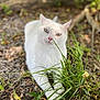 white_cat, animal, pet, outdoor, nature, grass, ground, leaf, earth, sunlight, relaxed, feline, closeup, whiskers, ears, nose, greenery, blurred_background, laying_down, curious
