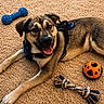 dog, canine, pet, animal, carpet, toy, blue_harness, blue_toy, orange_toy, rope_toy, happy_dog, laying_down, indoor, playful, tongue_out, brown_coat, black_coat, close_up, looking_at_camera, domestic_animal