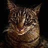 animal, animal_portrait, cat, close_up, dark_background, domestic_animal, ears, face, feline, focused, fur, green_eyes, indoor, looking_at_camera, mammal, pet, portrait, striped, tabby_cat, whiskers