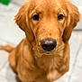 dog, golden_retriever, puppy, pet, animal, indoor, floor, close_up, canine, mammal, cute, young, fur, portrait, looking, sitting, eyes, nose, whiskers, friendly