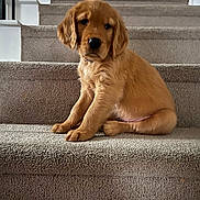 Willow is registered to the contest to win money with this photo: puppy, golden_retriever, dog, stairs, carpet, pet, animal, cute, indoor, young, fur, sitting, home, canine, portrait, looking, ears, adorable, mammal, paw