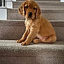 puppy, golden_retriever, dog, stairs, carpet, pet, animal, cute, indoor, young, fur, sitting, home, canine, portrait, looking, ears, adorable, mammal, paw
