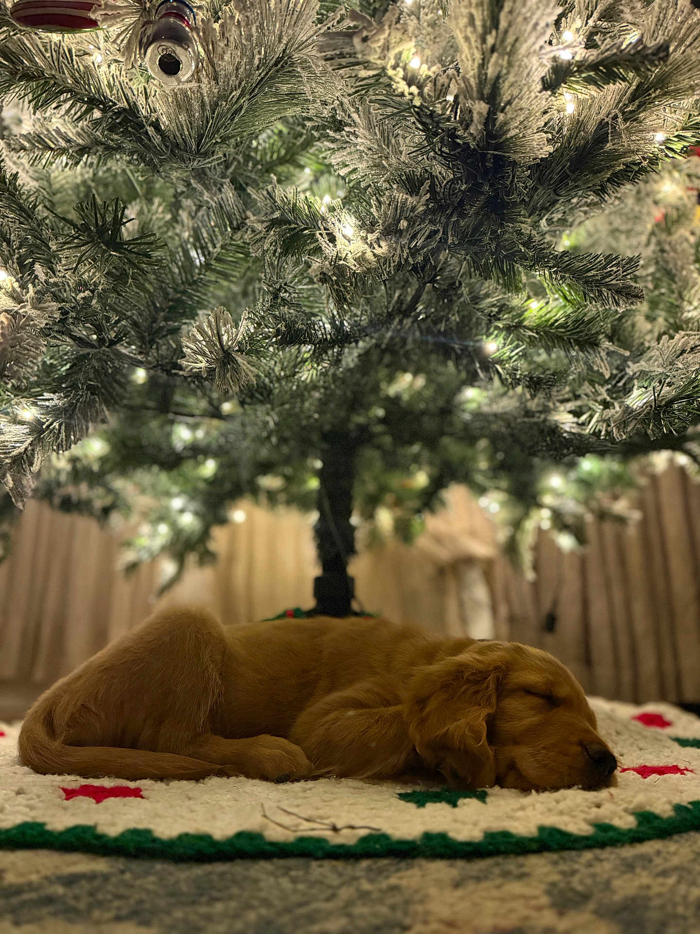 Willow is registered to the contest to win money with this photo: puppy, dog, sleeping, christmas_tree, holiday, decorations, lights, festive, indoor, carpet, pet, fur, cozy, relaxing, warm, tree_trunk, greenery, ornament, holiday_season, quiet
