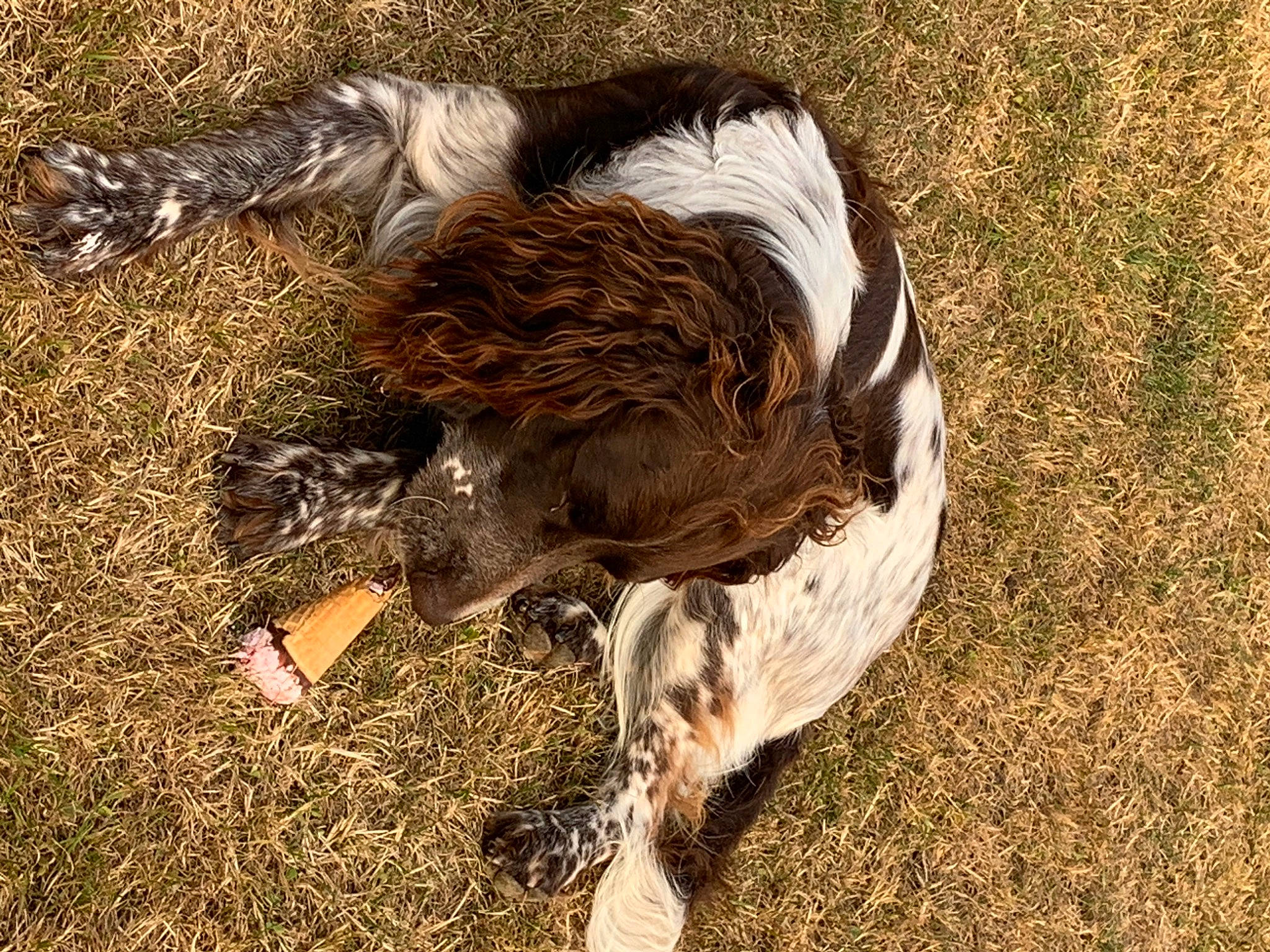 Otelo a rejoint le concours — aidez-le/la à gagner de superbes lots ! canidae, carnivore, dog, dog_breed, english_springer_spaniel, french_spaniel, grass, large_munsterlander, retriever, small_munsterlander, spaniel, sporting_group